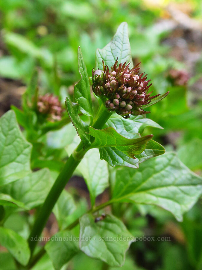 Sitka valerian, budding (Valeriana sitchensis) [Bugaboo Ridge Trail, Willamette National Forest, Linn County, Oregon]