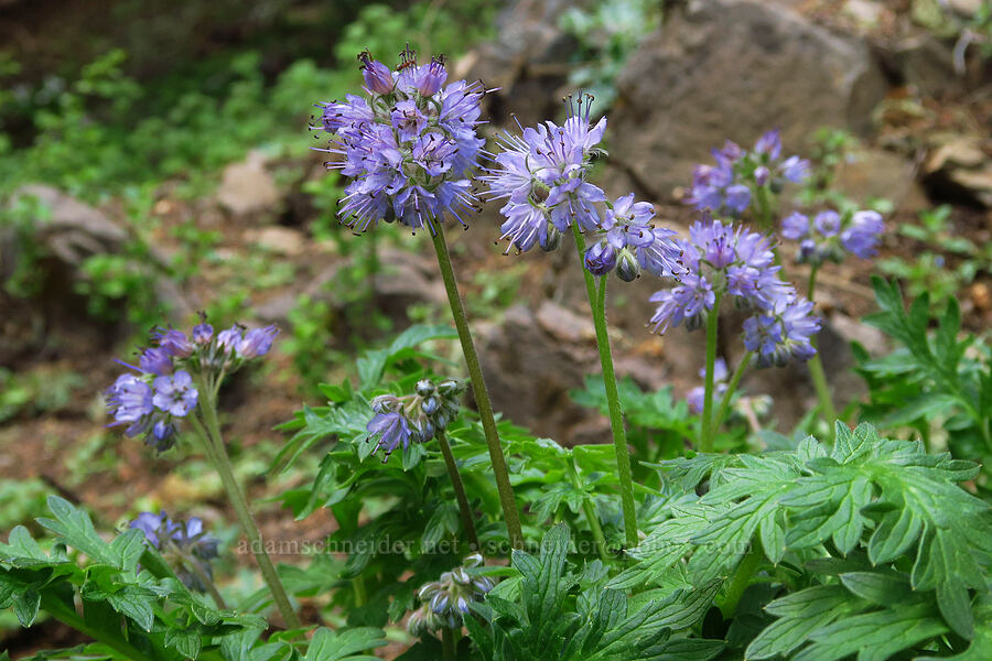 western waterleaf (Hydrophyllum occidentale) [Bugaboo Ridge Trail, Willamette National Forest, Linn County, Oregon]