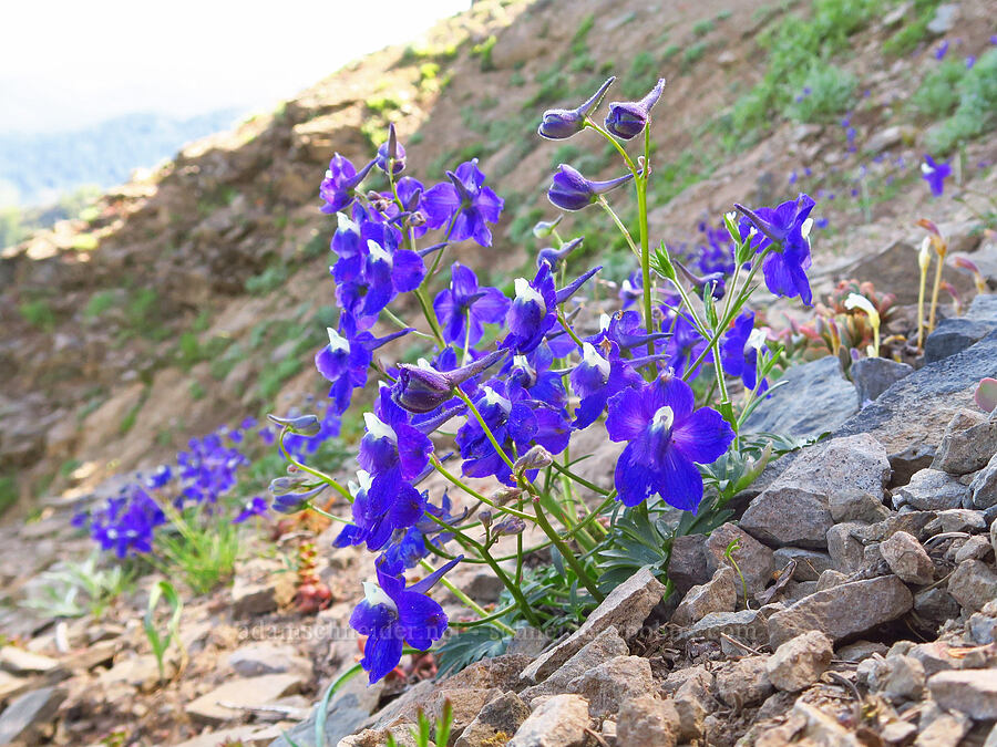 Menzies' larkspur (Delphinium menziesii) [Bugaboo Ridge Trail, Willamette National Forest, Linn County, Oregon]