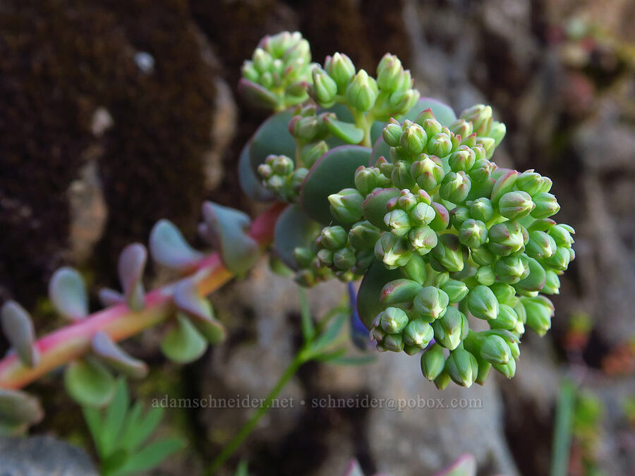 creamy stonecrop, budding (Sedum oregonense) [Bugaboo Ridge Trail, Willamette National Forest, Linn County, Oregon]