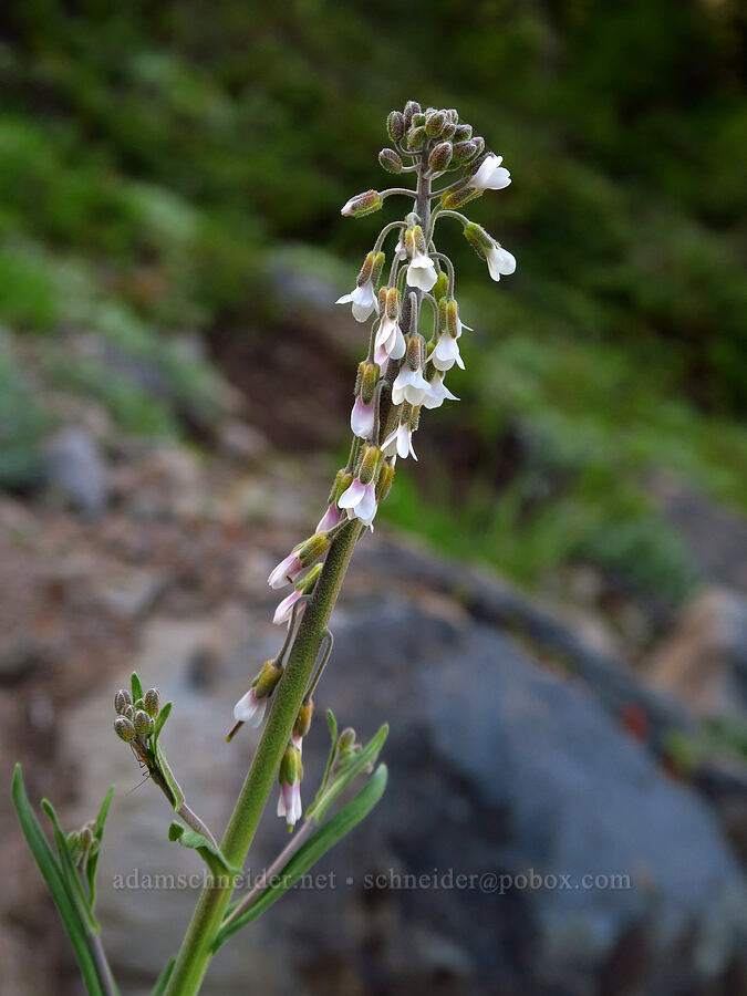 reflexed rock-cress (Boechera retrofracta (Arabis holboellii var. retrofracta)) [Bugaboo Ridge Trail, Willamette National Forest, Linn County, Oregon]