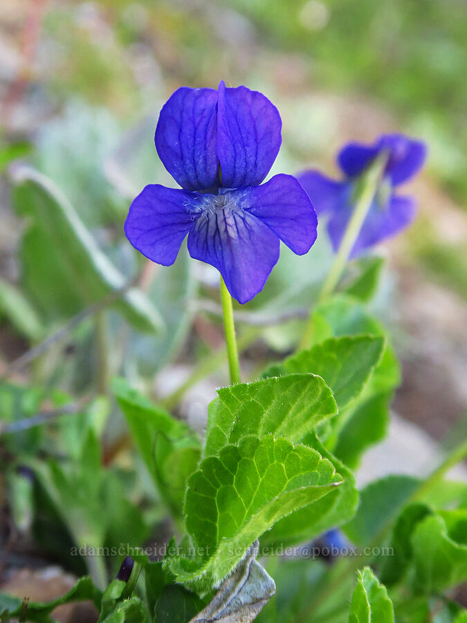 early blue violet (Viola adunca) [Bugaboo Ridge Trail, Willamette National Forest, Linn County, Oregon]