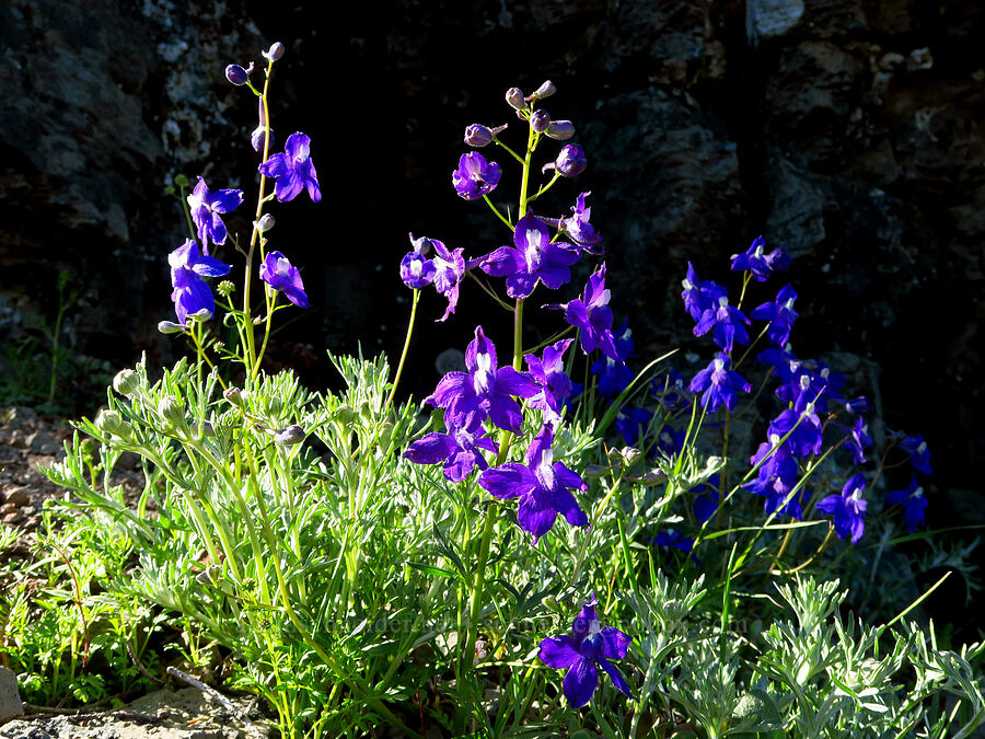 Menzies' larkspur (Delphinium menziesii) [Bugaboo Ridge Trail, Willamette National Forest, Linn County, Oregon]