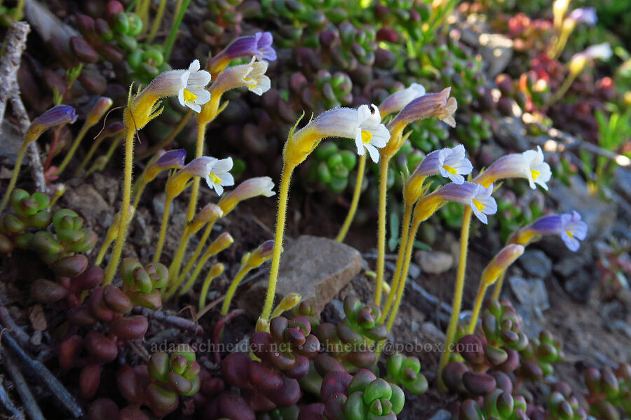 naked broomrape (Aphyllon purpureum (Orobanche uniflora)) [Bugaboo Ridge Trail, Willamette National Forest, Linn County, Oregon]