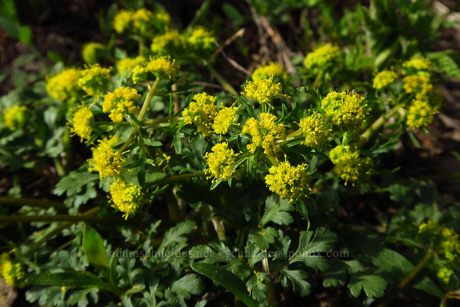 northern sanicle (Sanicula graveolens) [Bugaboo Ridge Trail, Willamette National Forest, Linn County, Oregon]