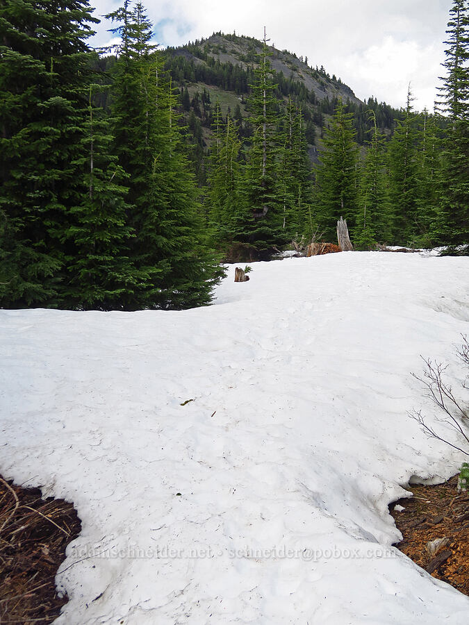 snow on the trail [Bachelor Mountain Trail, Willamette National Forest, Linn County, Oregon]