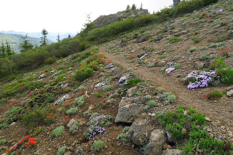 wildflowers [Bachelor Mountain Trail, Willamette National Forest, Linn County, Oregon]