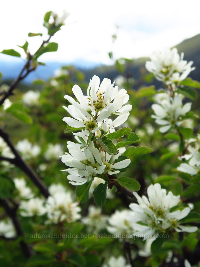 serviceberry (Amelanchier alnifolia) [Bachelor Mountain Trail, Willamette National Forest, Linn County, Oregon]