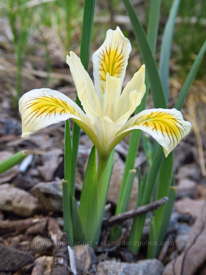 yellow-leaf iris (Iris chrysophylla) [Bachelor Mountain Trail, Willamette National Forest, Linn County, Oregon]