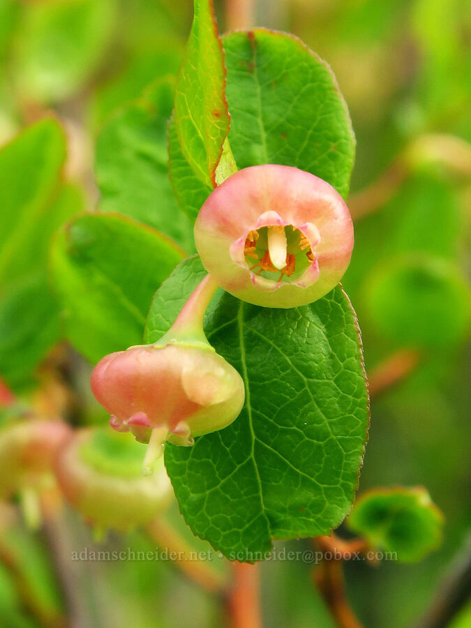 black huckleberry flowers (Vaccinium membranaceum) [Bachelor Mountain Trail, Willamette National Forest, Linn County, Oregon]