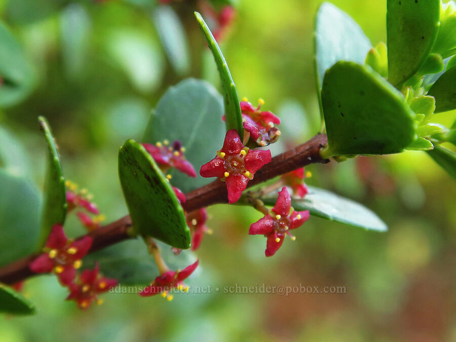 Oregon box-leaf (Paxistima myrsinites) [Bachelor Mountain Trail, Willamette National Forest, Linn County, Oregon]