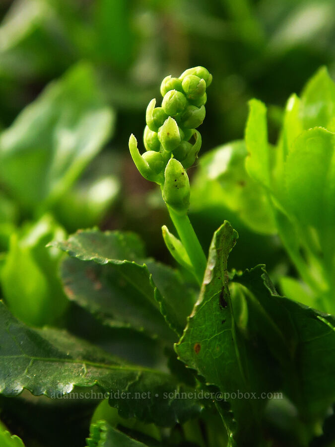 one-sided wintergreen, budding (Orthilia secunda (Pyrola secunda)) [Bachelor Mountain Trail, Willamette National Forest, Linn County, Oregon]