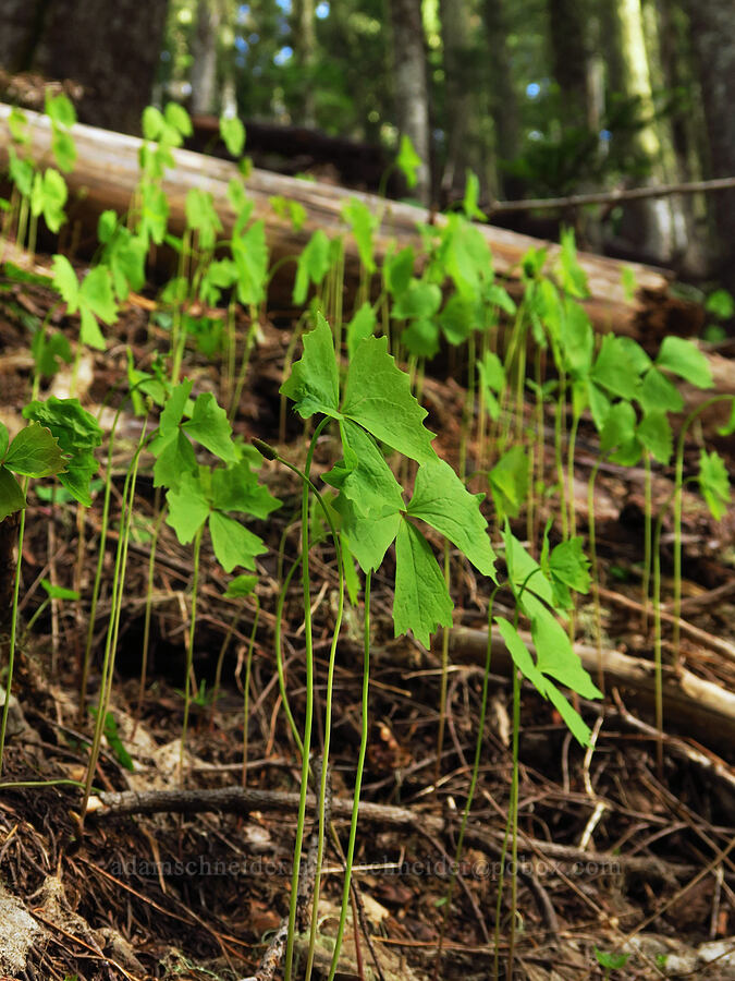 vanilla-leaf leaves (Achlys sp.) [Bachelor Mountain Trail, Willamette National Forest, Linn County, Oregon]