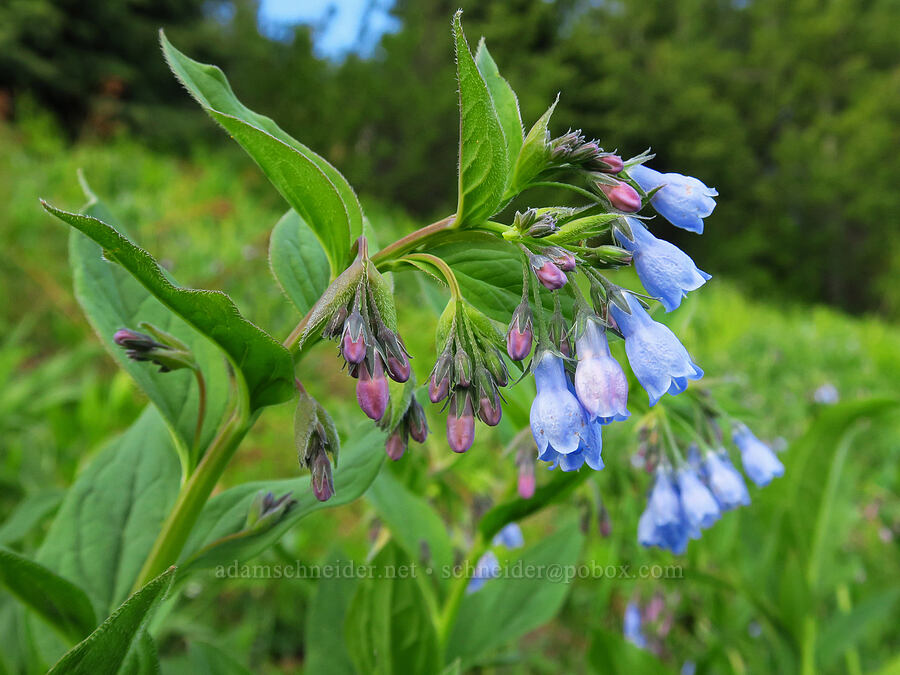 tall bluebells (Mertensia paniculata) [Forest Road 1168, Willamette National Forest, Linn County, Oregon]