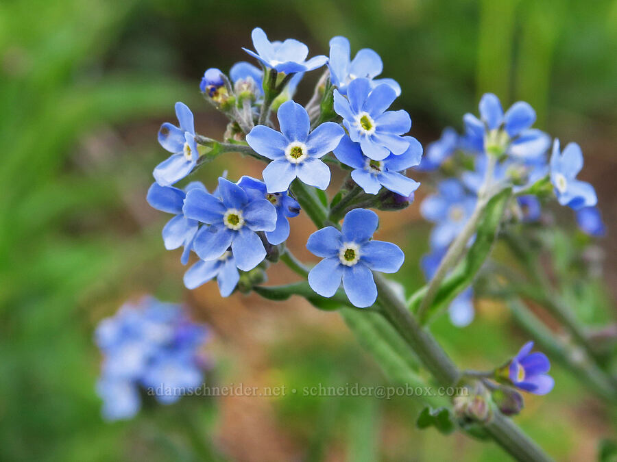 blue stick-seed (Hackelia micrantha (Hackelia jessicae)) [Forest Road 1168, Willamette National Forest, Linn County, Oregon]