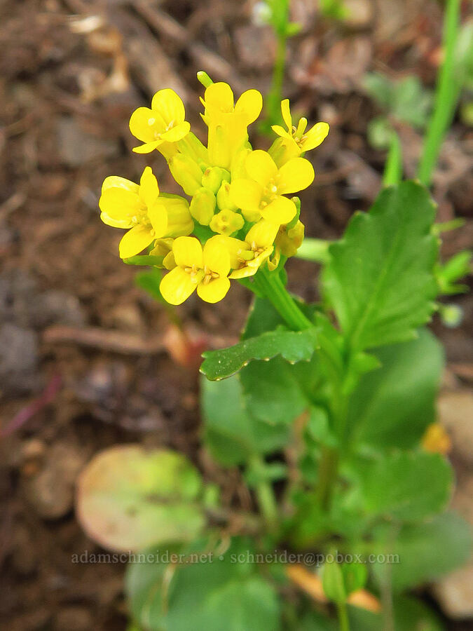 American winter-cress (Barbarea orthoceras) [Forest Road 1168, Willamette National Forest, Linn County, Oregon]