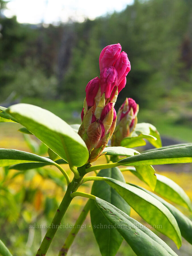 Pacific rhododendron, budding (Rhododendron macrophyllum) [Forest Road 1168, Willamette National Forest, Linn County, Oregon]