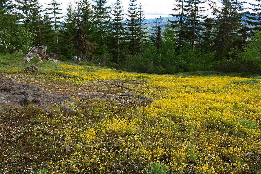 little-leaf monkeyflower & three-leaf lewisia (Erythranthe microphylla (Mimulus microphyllus), Lewisia triphylla) [Forest Road 1168, Willamette National Forest, Linn County, Oregon]