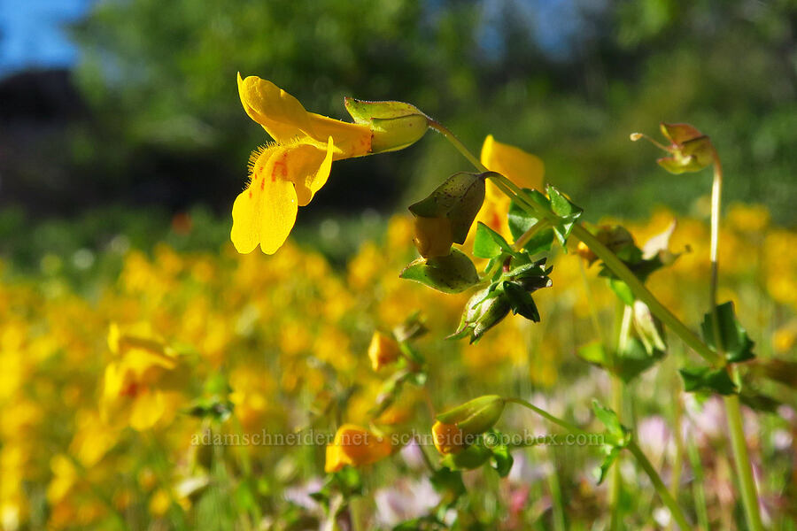 little-leaf monkeyflower (Erythranthe microphylla (Mimulus microphyllus)) [Forest Road 1168, Willamette National Forest, Linn County, Oregon]