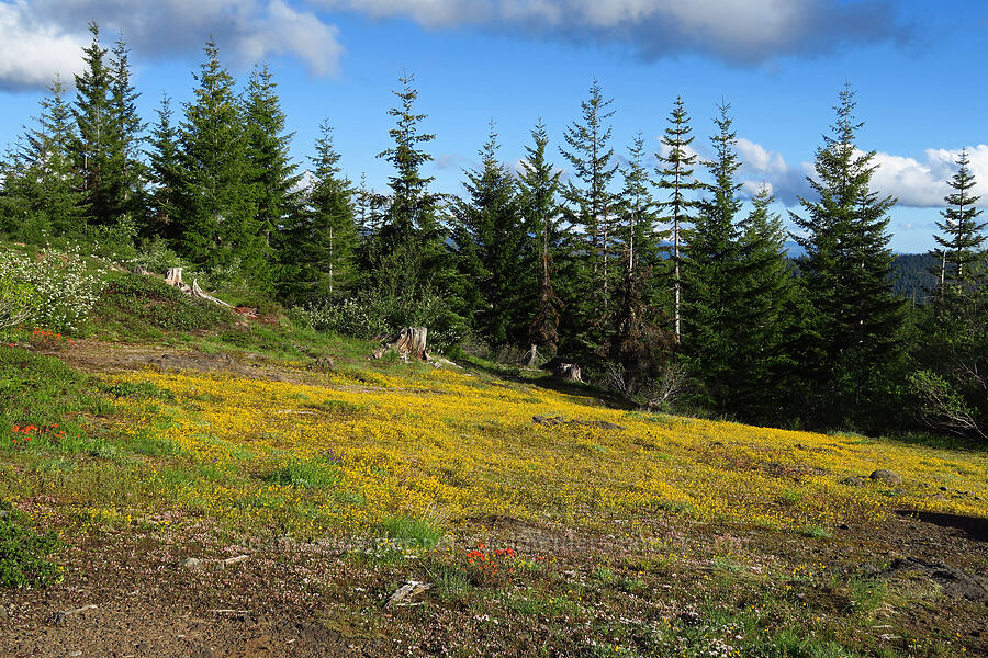 wildflowers (Erythranthe sp. (Mimulus sp.), Lewisia triphylla, Castilleja hispida, Allium crenulatum) [Forest Road 1168, Willamette National Forest, Linn County, Oregon]