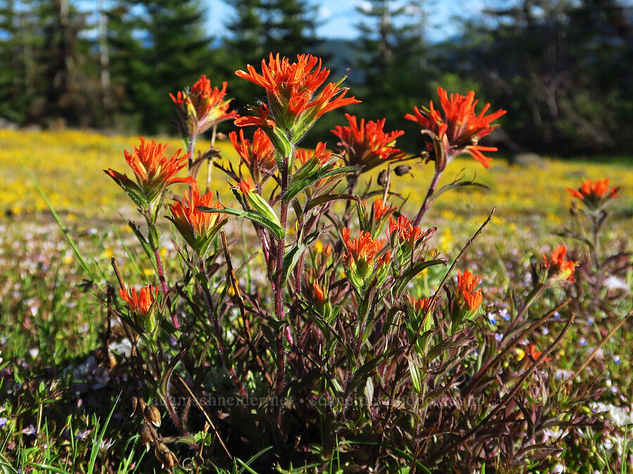 harsh paintbrush (Castilleja hispida) [Forest Road 1168, Willamette National Forest, Linn County, Oregon]