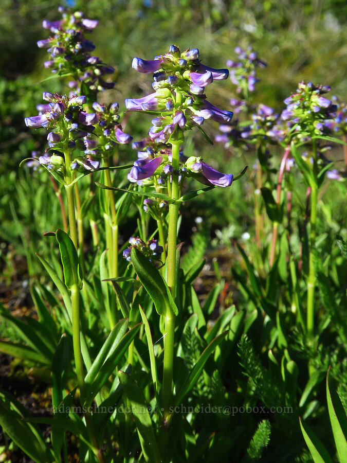 small-flowered penstemon (Penstemon procerus) [Forest Road 1168, Willamette National Forest, Linn County, Oregon]