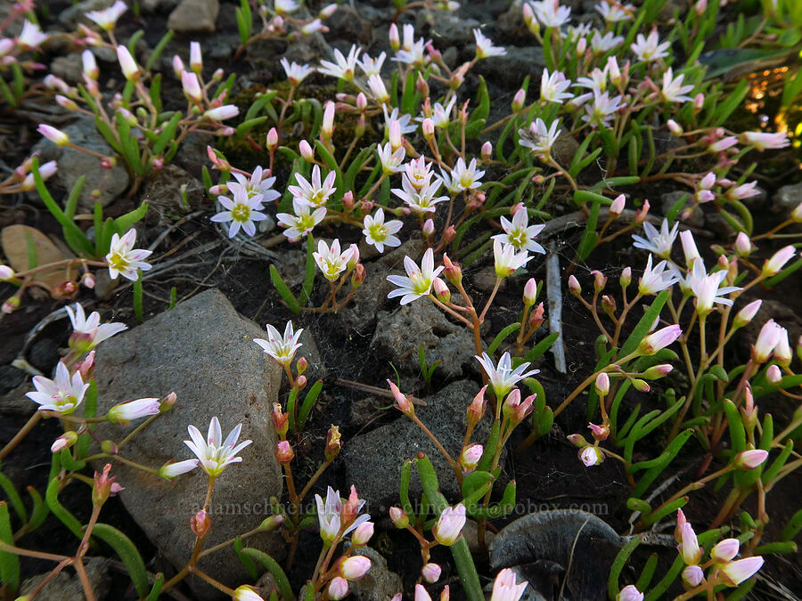 three-leaf lewisia (Lewisia triphylla) [Forest Road 1168, Willamette National Forest, Linn County, Oregon]