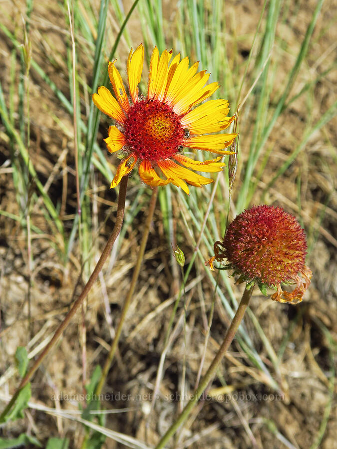 blanketflower (Gaillardia aristata) [Cashmere Canyons Preserve, Okanogan-Wenatchee National Forest, Chelan County, Washington]