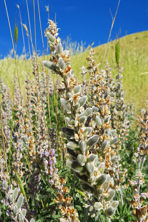 velvet lupine, going to seed (Lupinus leucophyllus) [Cashmere Canyons Preserve, Okanogan-Wenatchee National Forest, Chelan County, Washington]