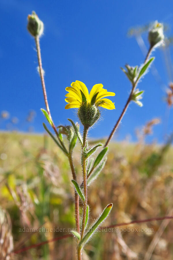 slender tarweed (Madia gracilis) [Cashmere Canyons Preserve, Okanogan-Wenatchee National Forest, Chelan County, Washington]