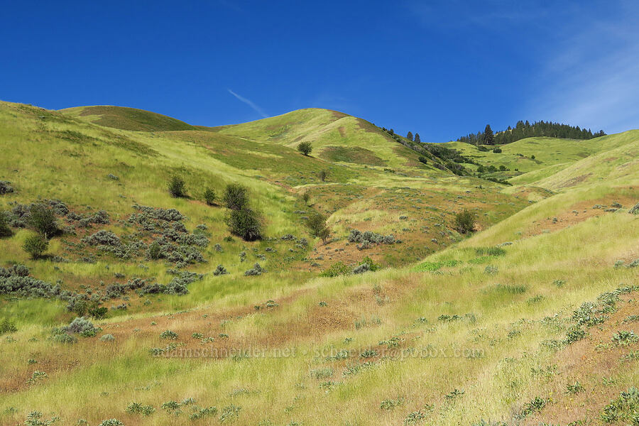 Cashmere Canyons [Cashmere Canyons Preserve, Okanogan-Wenatchee National Forest, Chelan County, Washington]