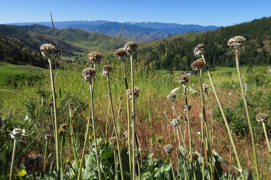 arrow-leaf balsamroot, gone to seed (Balsamorhiza sagittata) [Nahahum Canyon Road, Okanogan-Wenatchee National Forest, Chelan County, Washington]