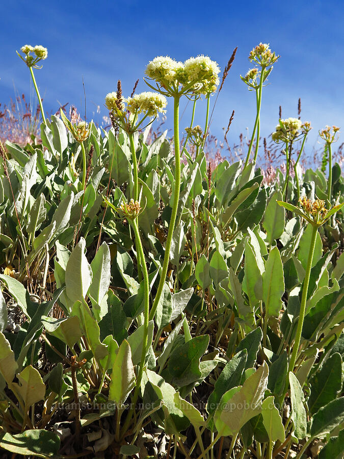 Wenatchee buckwheat (Eriogonum compositum var. lancifolium) [Nahahum Canyon Road, Okanogan-Wenatchee National Forest, Chelan County, Washington]