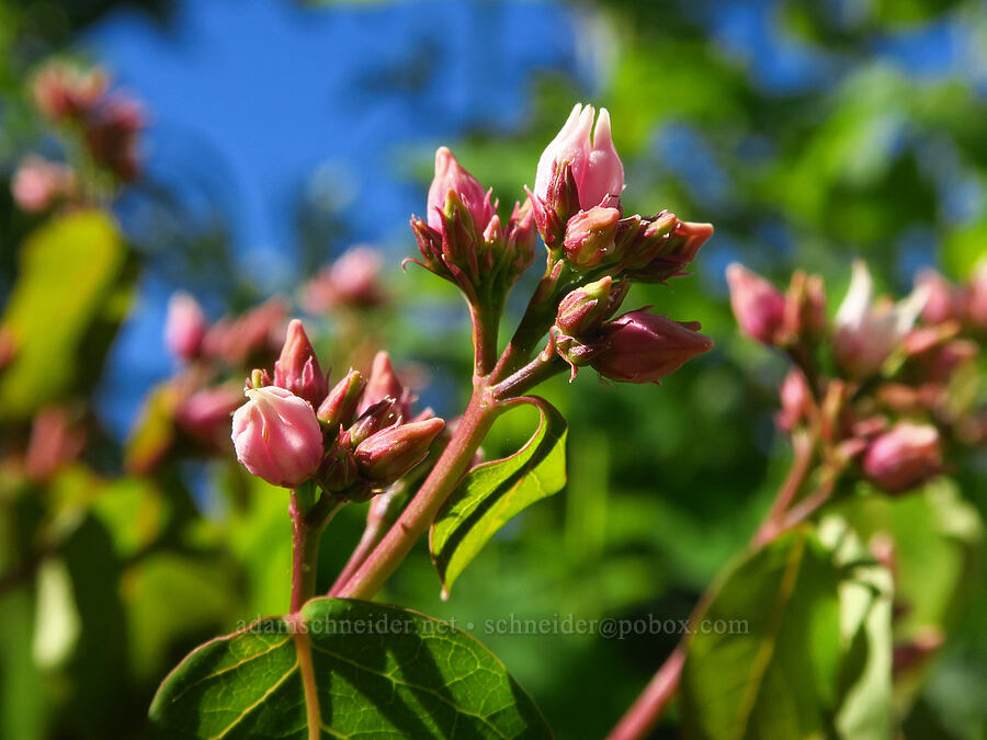 spreading dogbane (Apocynum androsaemifolium) [Nahahum Canyon Road, Okanogan-Wenatchee National Forest, Chelan County, Washington]