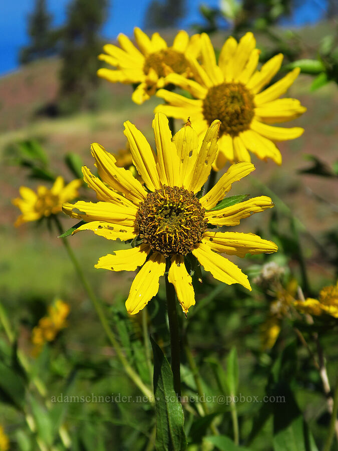 Douglas' sunflower (Helianthella uniflora var. douglasii) [Nahahum Canyon Road, Okanogan-Wenatchee National Forest, Chelan County, Washington]