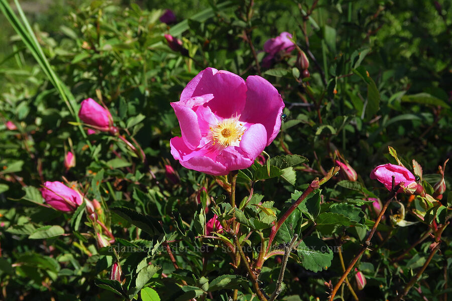 Nootka rose (Rosa nutkana) [Nahahum Canyon Road, Okanogan-Wenatchee National Forest, Chelan County, Washington]