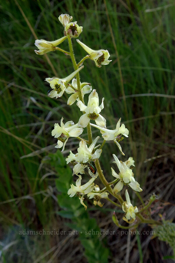 yellow-white larkspur (Delphinium xantholeucum) [Nahahum Canyon Road, Okanogan-Wenatchee National Forest, Chelan County, Washington]