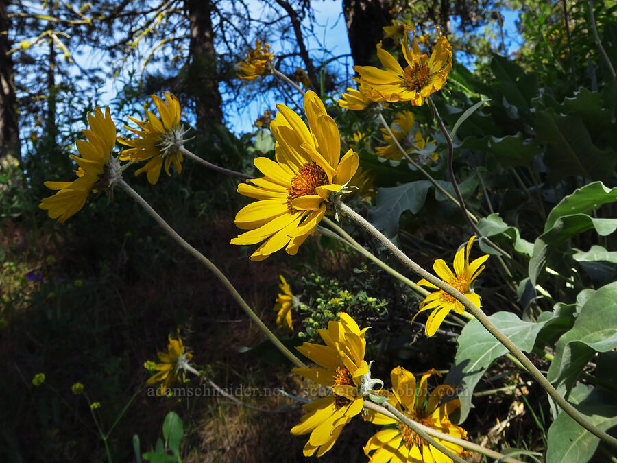 arrow-leaf balsamroot (Balsamorhiza sagittata) [Nahahum Canyon Road, Okanogan-Wenatchee National Forest, Chelan County, Washington]