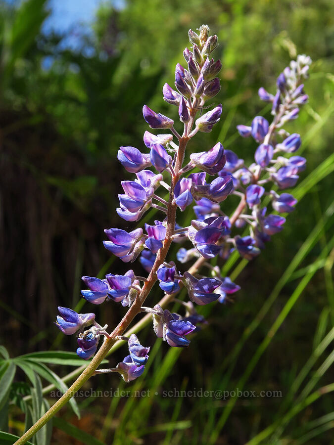 spurred lupine (Lupinus arbustus) [Forest Road 7415, Okanogan-Wenatchee National Forest, Chelan County, Washington]