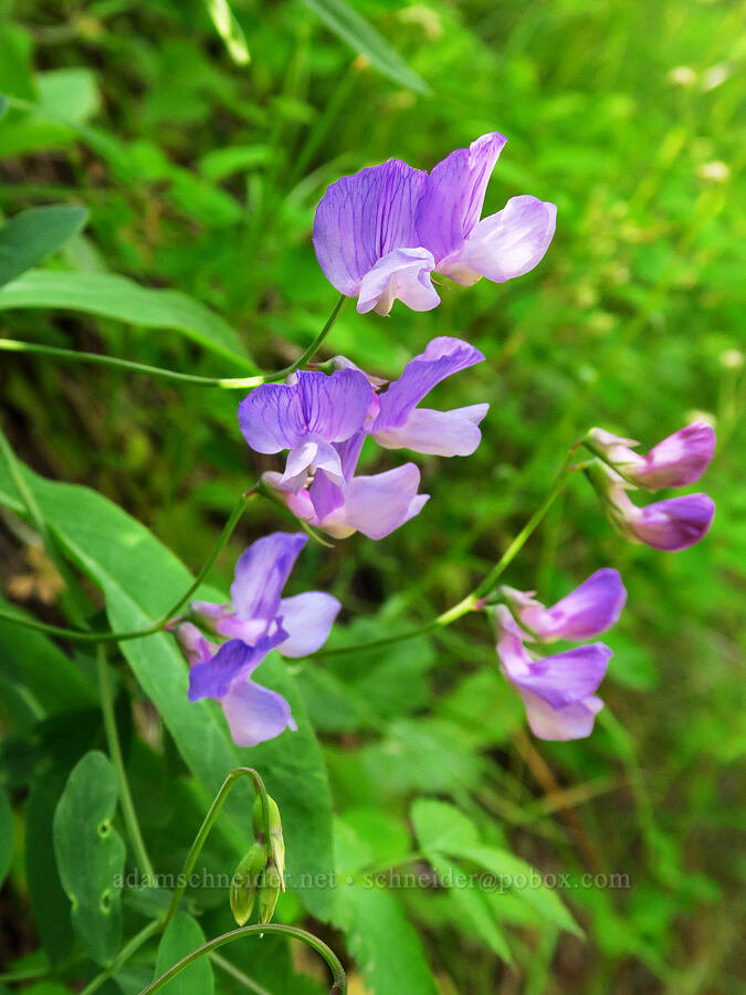 few-flowered pea-vine (Lathyrus pauciflorus) [Forest Road 7415, Okanogan-Wenatchee National Forest, Chelan County, Washington]