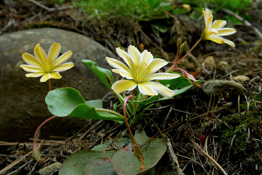 Tweedy's lewisia (Lewisiopsis tweedyi (Lewisia tweedyi)) [Forest Road 7415, Okanogan-Wenatchee National Forest, Chelan County, Washington]