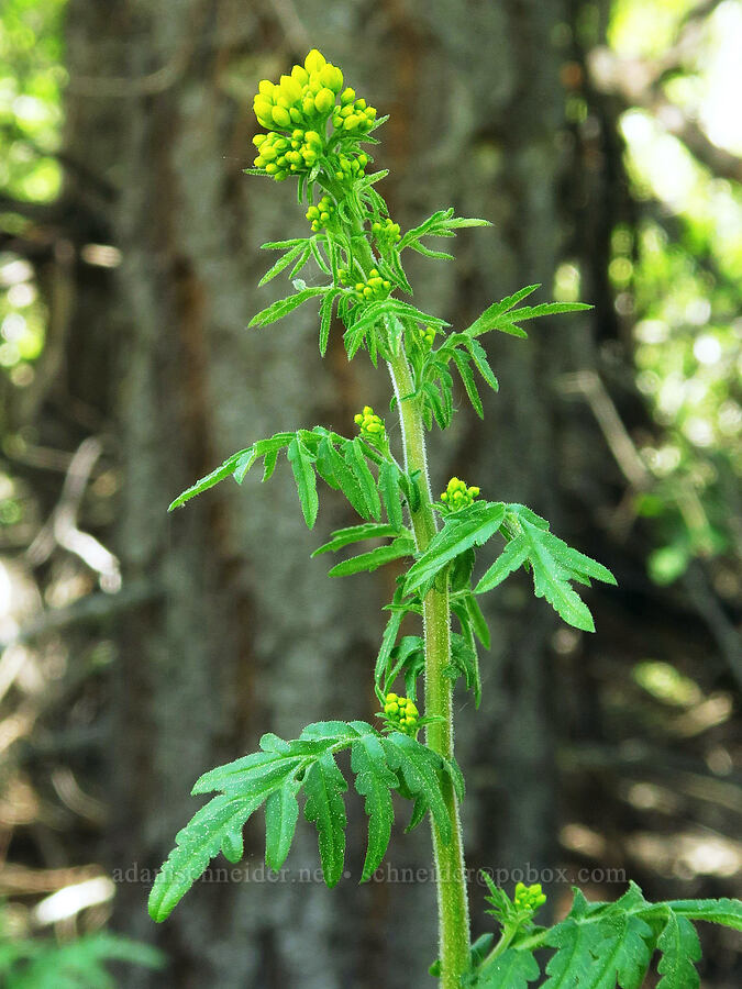 cut-leaf tansy-mustard, budding (Descurainia incisa) [Forest Road 7415, Swakane Wildlife Area, Chelan County, Washington]