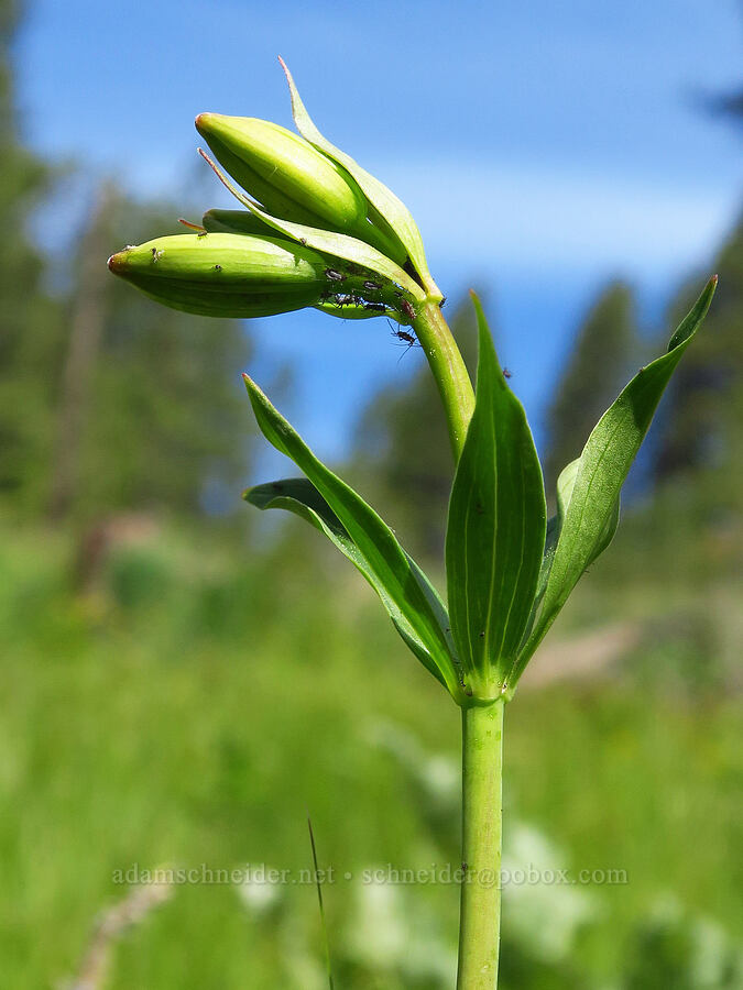 Columbia tiger lily, budding (Lilium columbianum) [Forest Road 7415, Swakane Wildlife Area, Chelan County, Washington]