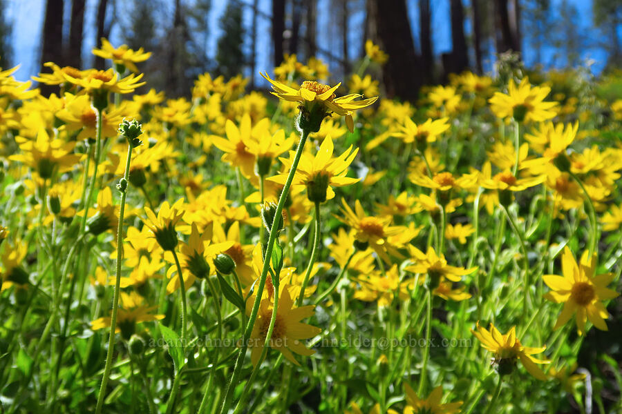 heart-leaf arnica (Arnica cordifolia) [Forest Road 7415, Swakane Wildlife Area, Chelan County, Washington]