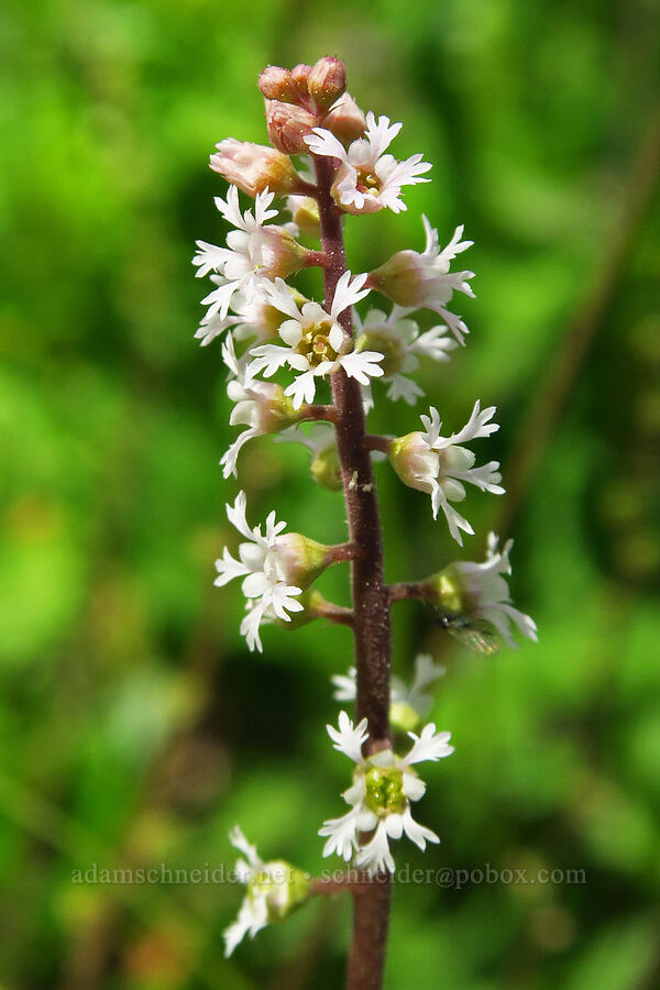 three-parted mitrewort (Ozomelis trifida (Mitella trifida)) [Forest Road 7415, Swakane Wildlife Area, Chelan County, Washington]