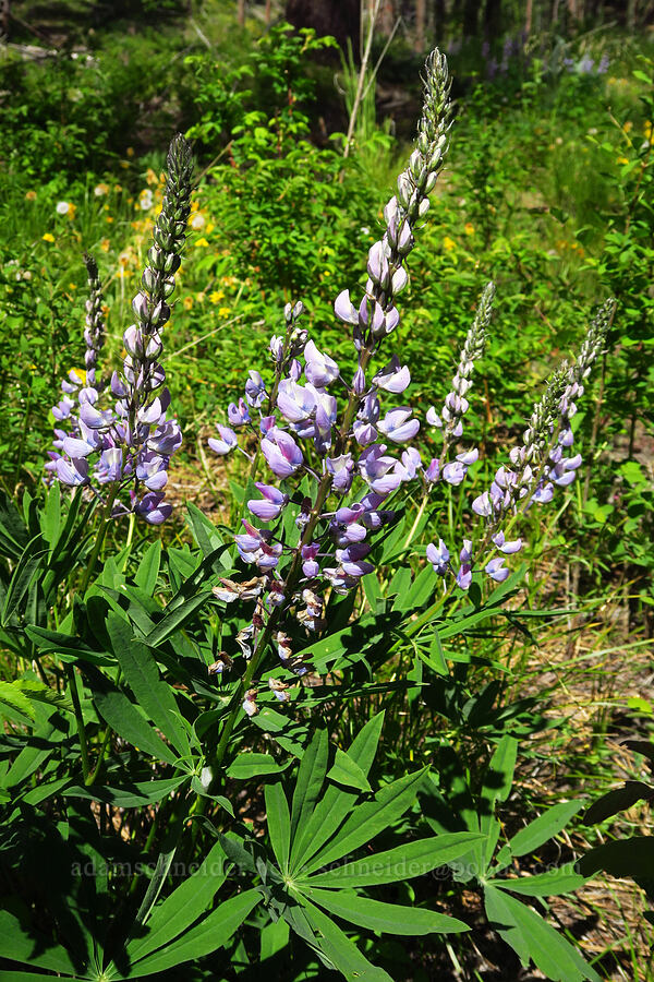 big-leaf lupine (Lupinus polyphyllus) [Forest Road 7415, Swakane Wildlife Area, Chelan County, Washington]