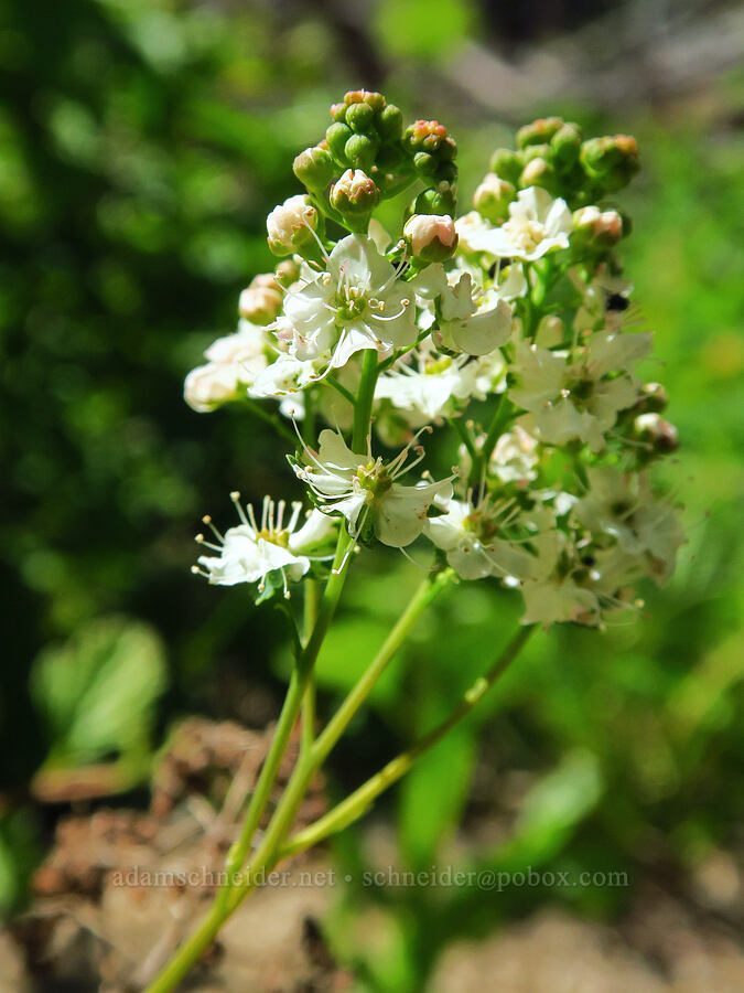 pyramid spirea (Spiraea × pyramidata (Spiraea douglasii × Spiraea lucida)) [Forest Road 7415, Swakane Wildlife Area, Chelan County, Washington]