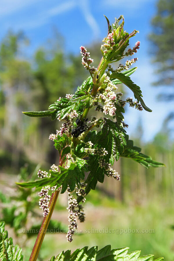 stinging nettle flowers (Urtica gracilis (Urtica dioica ssp. gracilis)) [Forest Road 7415, Swakane Wildlife Area, Chelan County, Washington]