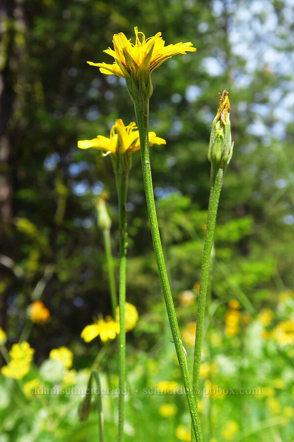 nodding microseris (Microseris nutans (Scorzonella nutans)) [Forest Road 7415, Okanogan-Wenatchee National Forest, Chelan County, Washington]