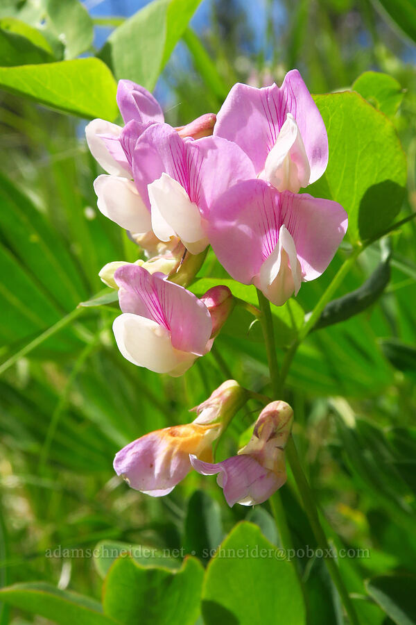 pink-and-white pea-vine flowers (Lathyrus nevadensis) [Forest Road 7415, Okanogan-Wenatchee National Forest, Chelan County, Washington]